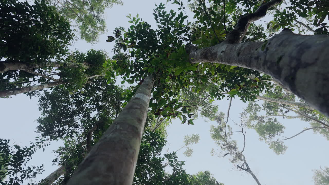 Looking up at the forest canopy