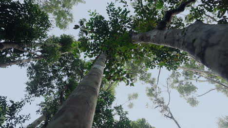 looking up at the forest canopy
