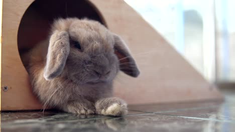 el conejo holland lop durmiendo en la casa. mascotas. resolución 4k