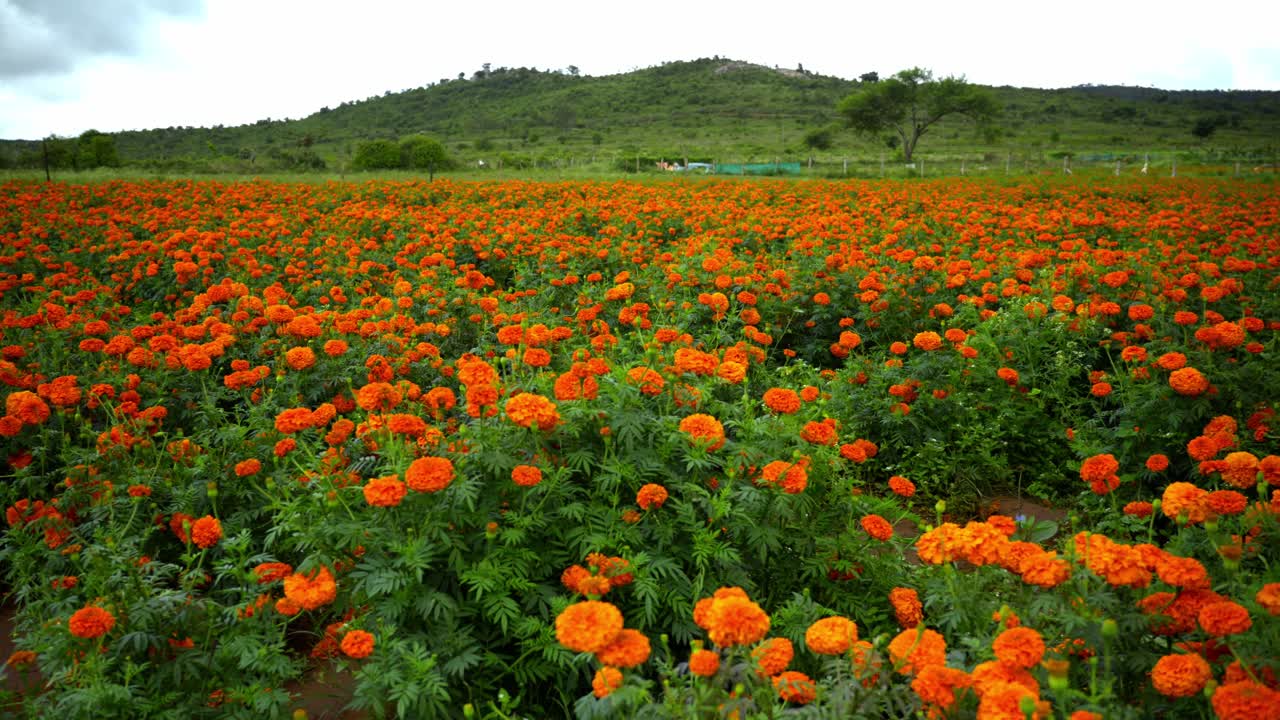 Coltivazione di calendule a Gundlupet, il vaso di fiori dell'India situato nel Karnataka, coltivazione di fiori a Gundlupet, fiori di Onam