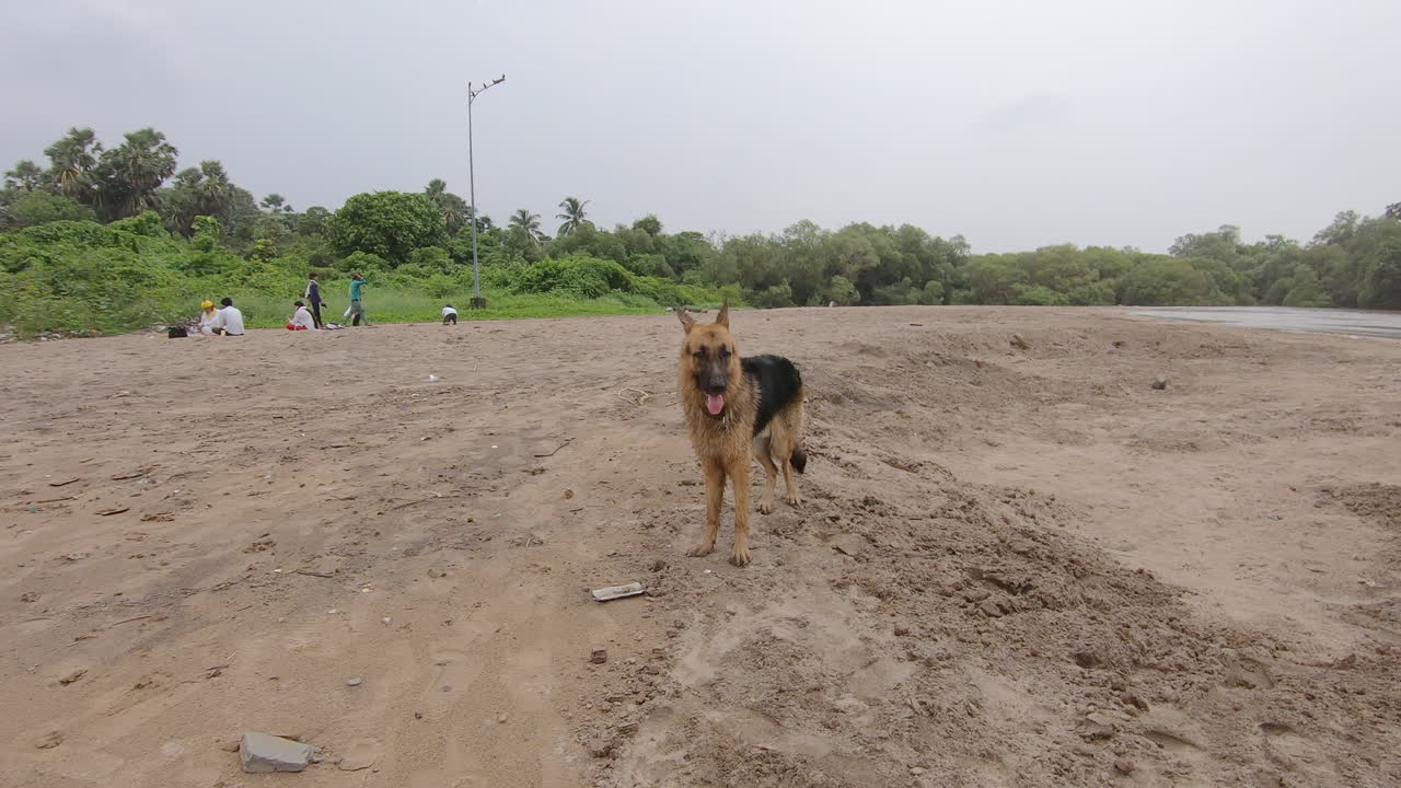 lindo perro corriendo en la arena de la playa alemán