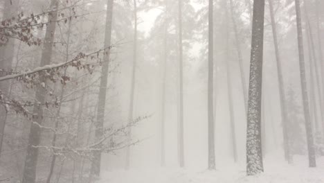 Heavy-snowstorm-snowflakes-falling-down-in-the-pine-tree-forest-winter-nature-weather