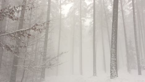 heavy snowstorm snowflakes falling down in the pine tree forest winter nature weather