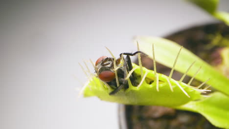 venus planta atrapamoscas con mosca doméstica atrapada
