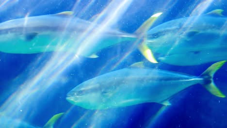 fishes swimming in a fish tank at the aquarium