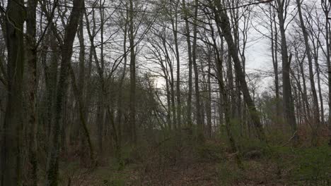 rocking static view of forest expanse bare leafless, cloudy overcast day