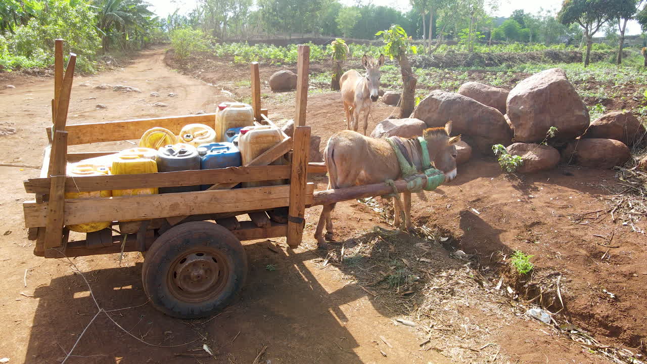 mula parada frente a la granja con equipo en una granja en kenia