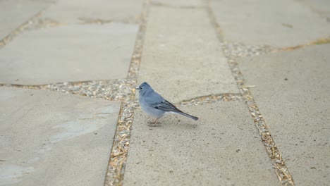 Kleiner-Blauer-Vogel-Springt-Auf-Betonsteinweg,-Nahaufnahme