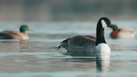 Canadian-Geese-Swimming-In-The-Lake-Hayes-In-Queenstown,-New-Zealand