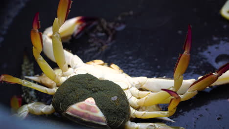 freshly caught crab upside down full of eggs moving in fishing bucket