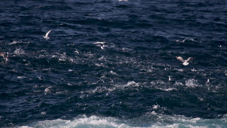 Un-Gran-Cardumen-De-Peces-Pelágicos-Ataca-A-Los-Peces-Carnada-Más-Pequeños-Desde-Debajo-De-La-Superficie-Del-Agua,-Mientras-Que-Las-Aves-Oceánicas-Atacan-Desde-Los-Cielos