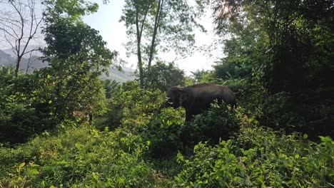 a solitary elephant wanders in a lush forest
