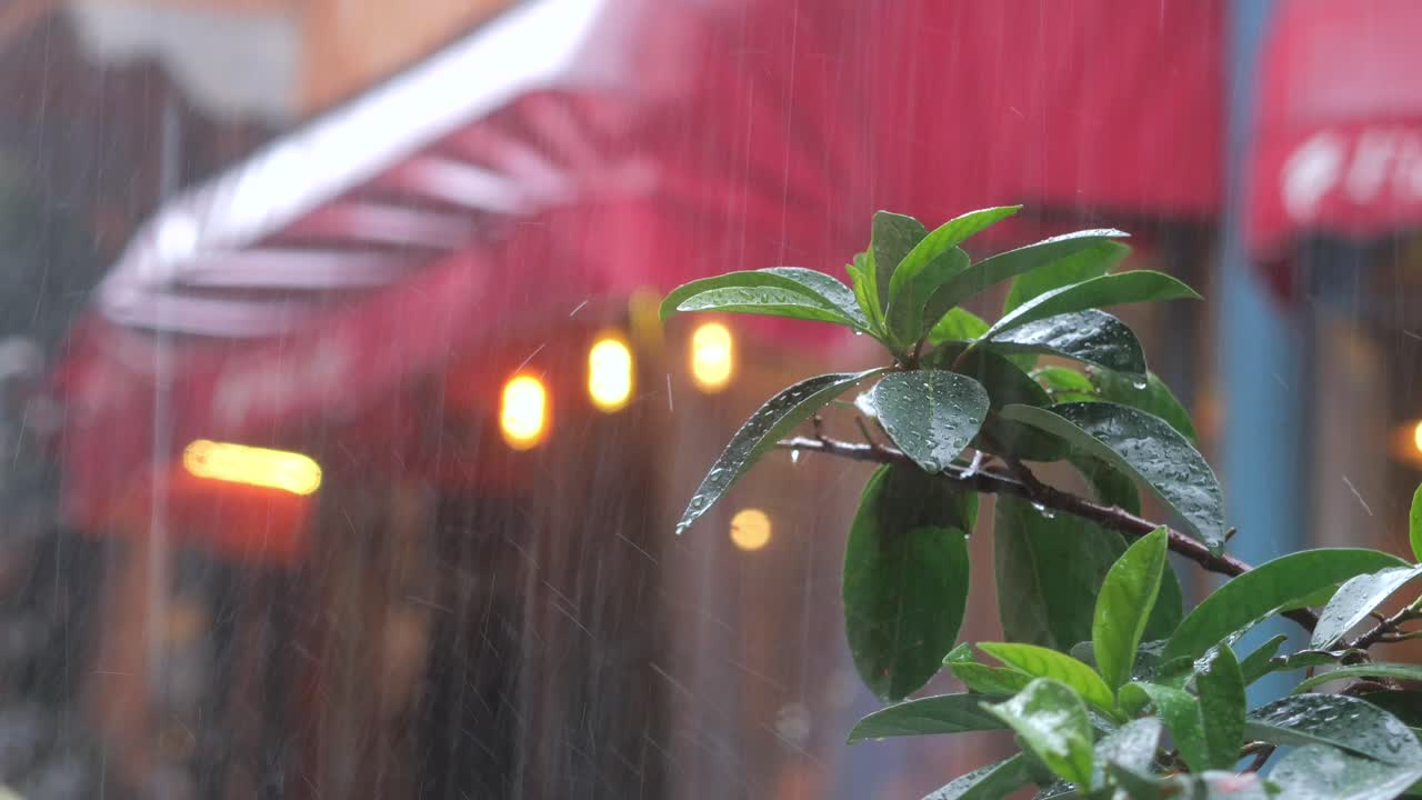 식물 들 이 있는 비가 오는 거리 장면