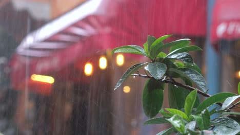 rainy street scene with plants