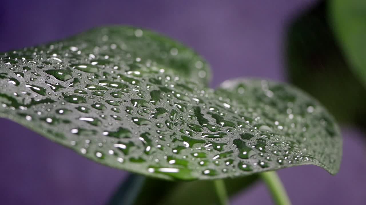 Close-up of a leaf with water droplets