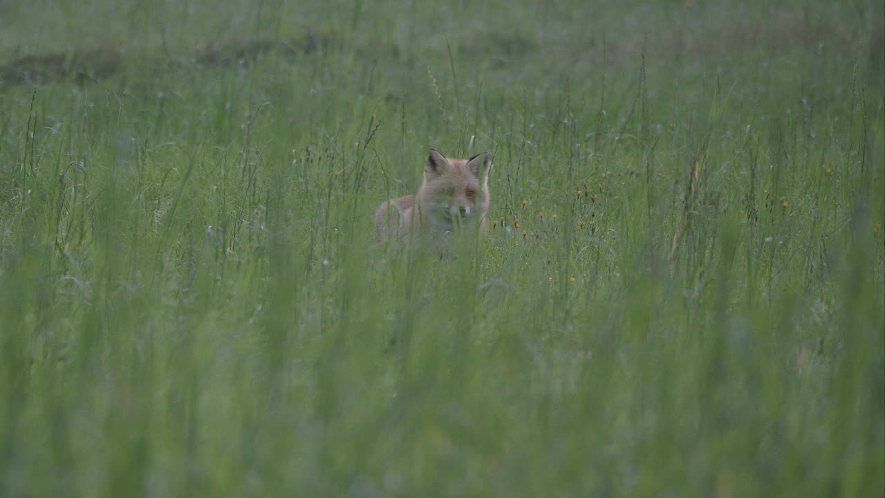 hermoso zorro eurasiático rojo escondido detrás de la hierba alta, estático, tiro ancho, día