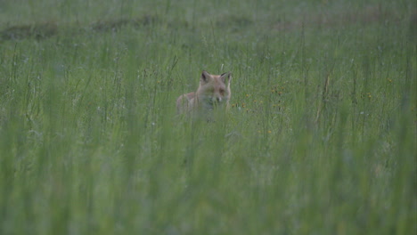 beautiful red eurasian fox hiding behind high grass, static, wide shot, day