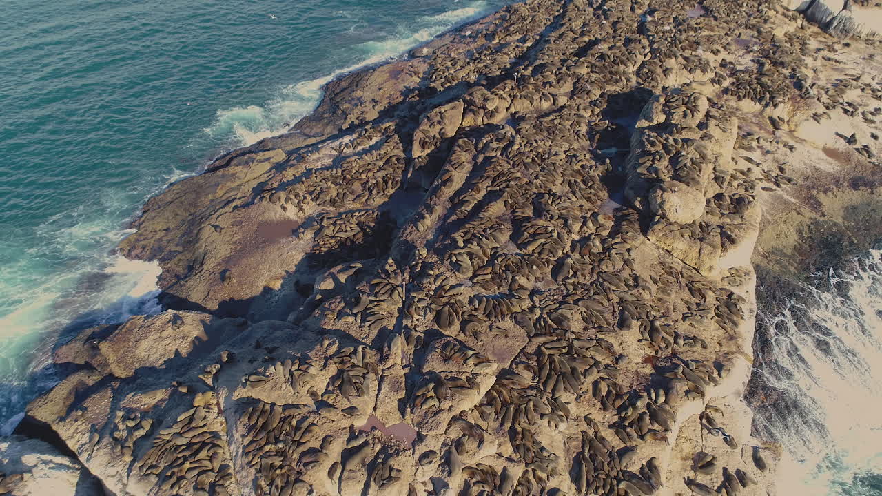 antena: toma de revelación de inclinación hacia arriba de una alta concentración de focas tomando el sol en seal island, mossel bay