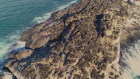 aerial - tilt-up reveal shot of high concentration of seals sunbathing on seal island, mossel bay