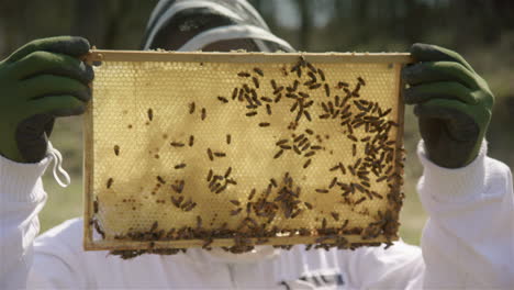 beekeeping - inspection of a beehive frame by a beekeeper, medium shot