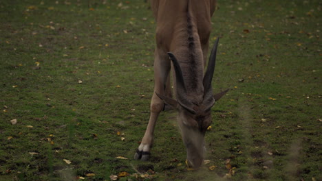 zoo animals - common eland, a spiral-horned antelope eating grass in the field - closeup shot