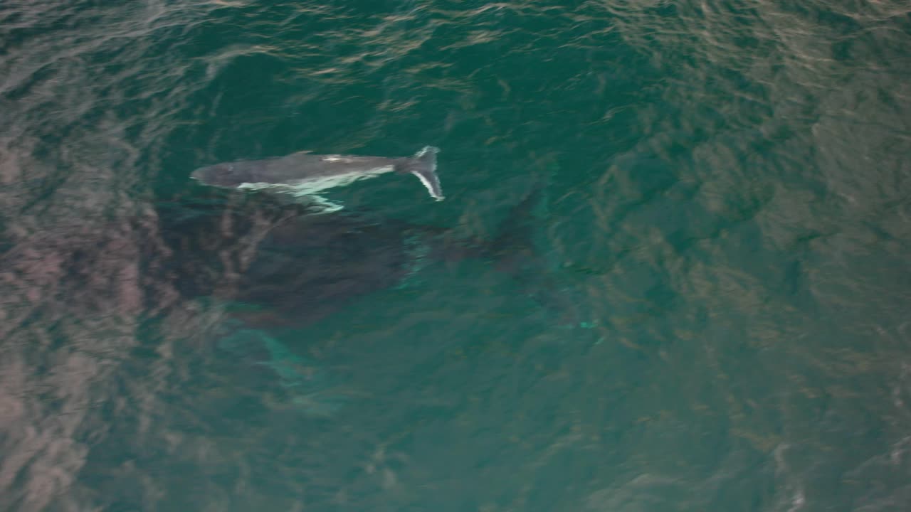 Humpback Whale Mother And Calf Swimming In The Ocean In NSW, Australia - Drone Shot