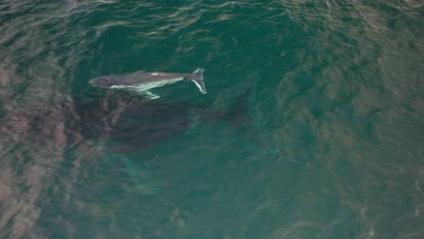 humpback whale mother and calf swimming in the ocean in nsw, australia - drone shot