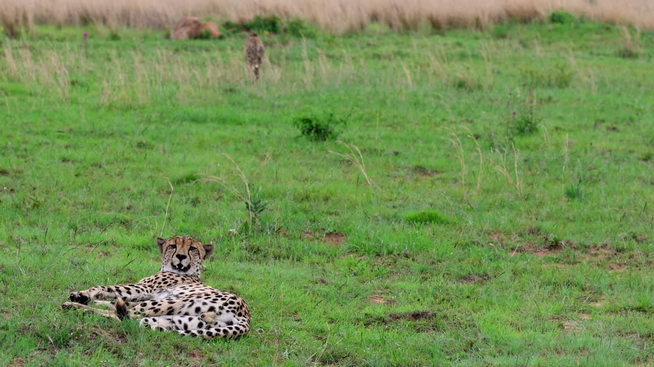 Cheetah lying down in green field playfully rolls over, telephoto