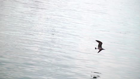 Slow-motion-tracking-shot-of-sea-gulls-flying-low-above-the-water-looking-for-fish