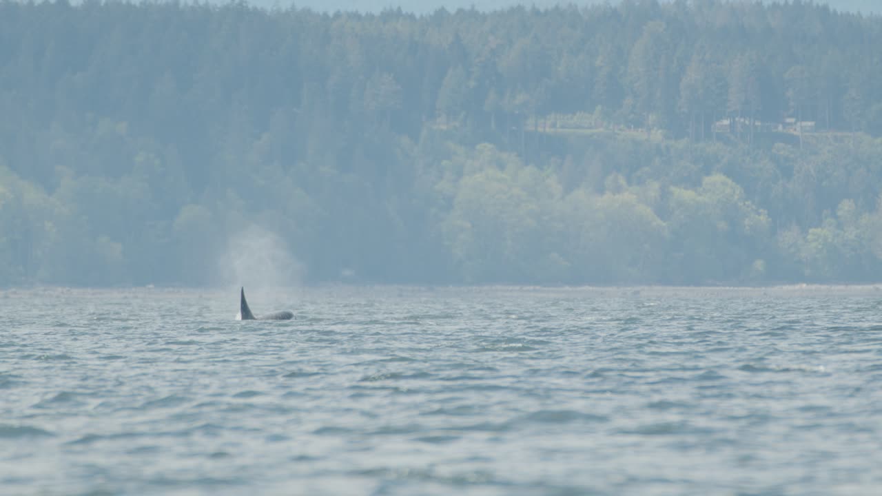 огромный самец орки поднимается на поверхность моря, чтобы дышать.