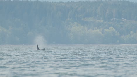 una enorme orca macho se eleva a la superficie del mar para respirar.