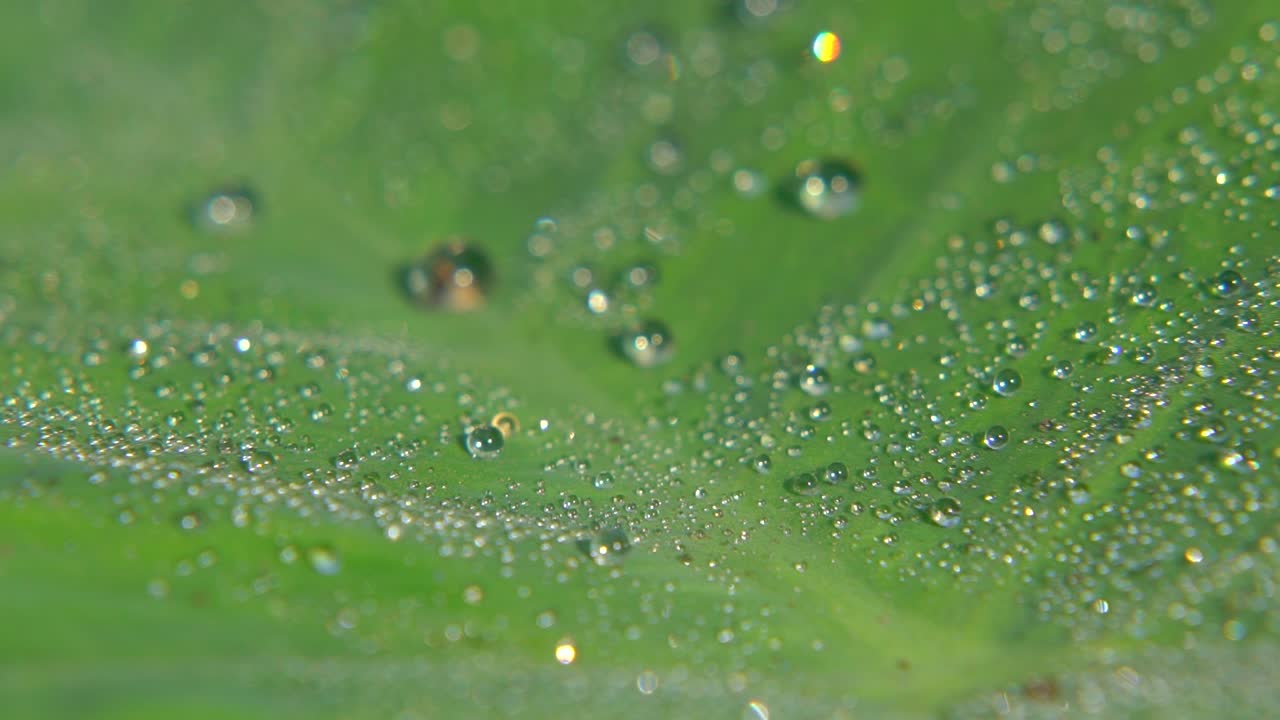 el rocío de la mañana cayó sobre la hoja