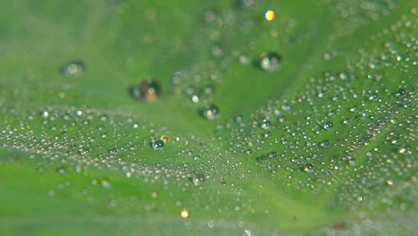 Morgentau-Fiel-Auf-Blatt