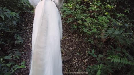 first-person shot riding a white horse at a slow pace, through a solitary trail in a tropical rainforest in costa rica