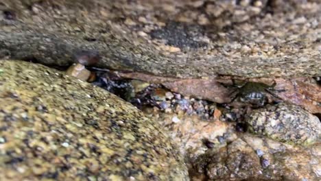 small hands lifting a rock to find little crabs hiding underneath it