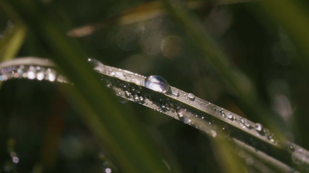 Macro close up of water drop on grass blade during rain, natural detail