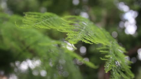 close-up of green fern