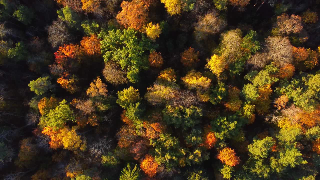 가을 숲 의 공중 사진