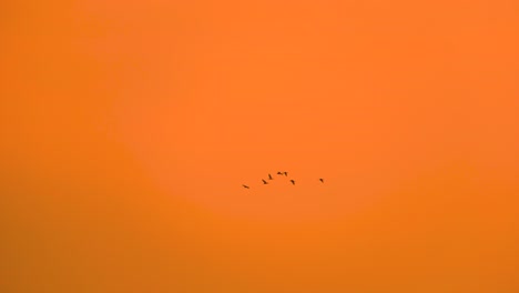 los pájaros vuelan en formación de bandadas de murmullo temprano en la mañana cielo de neblina naranja