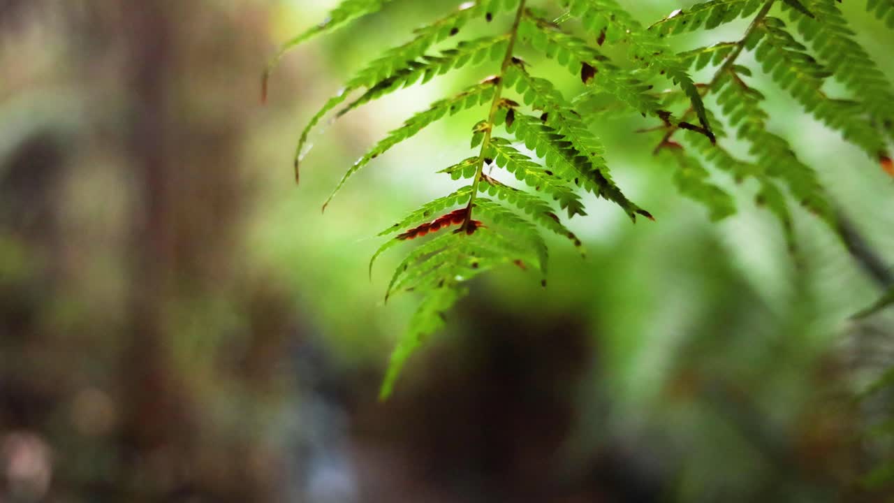 흐릿한 배경으로 페른 잎의 클로즈업