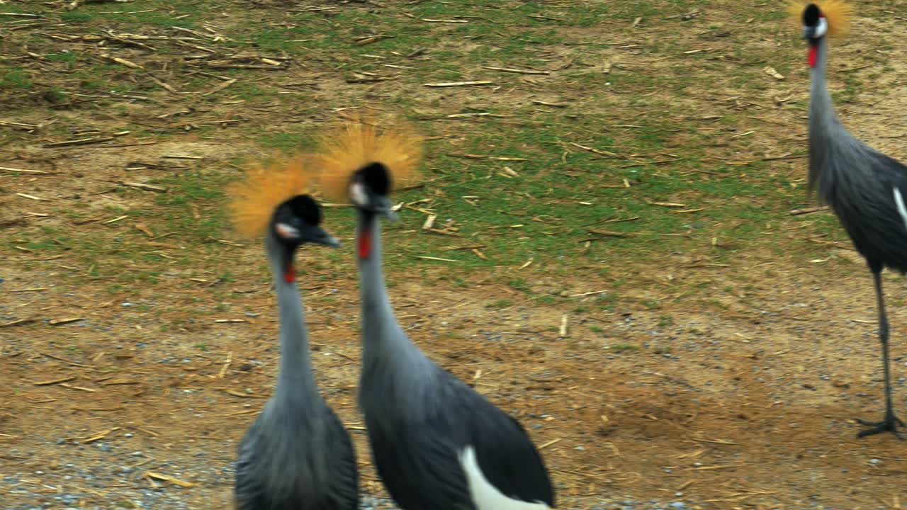 A close-up pan shot of four grey crowned cranes standing on the ground