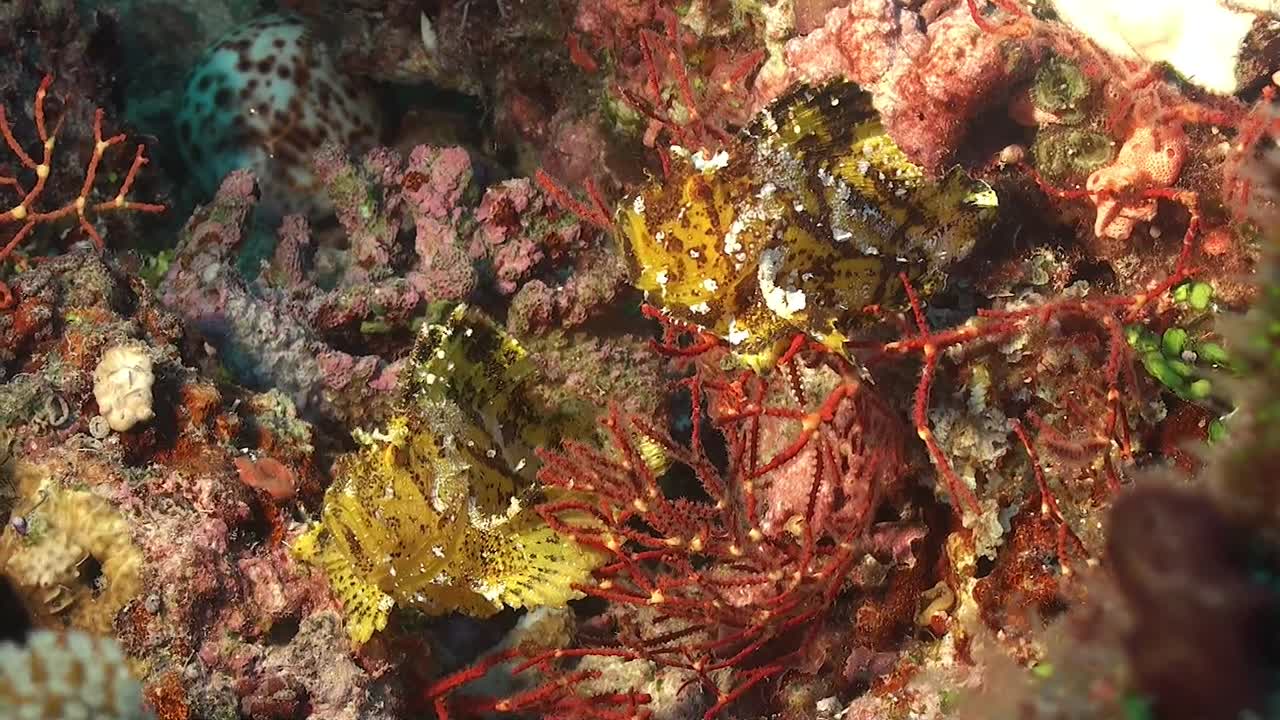 Due pesci scorpione foglia gialli su una barriera corallina alle Maldive