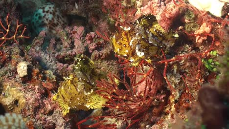 two yellow leaf scorpionfish on coral reef in the maldives