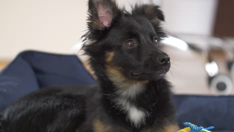 close-up shot of a black puppy sitting on the blue couch in an isolated white background and looking here an there