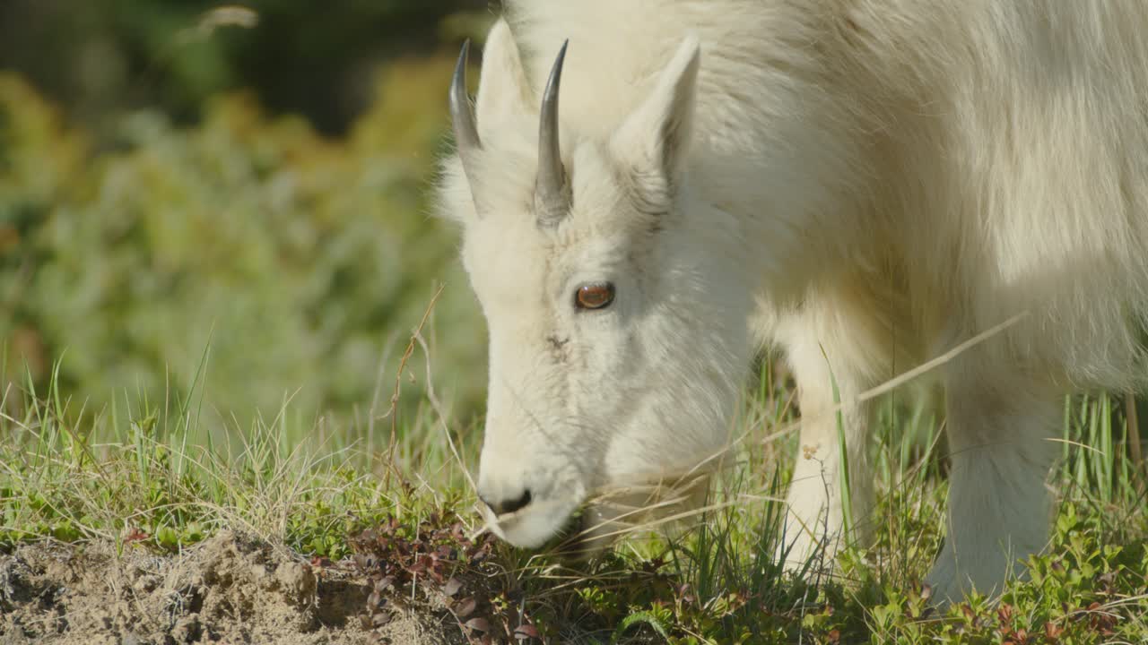 Close up of mountain goat grazing on sunny day