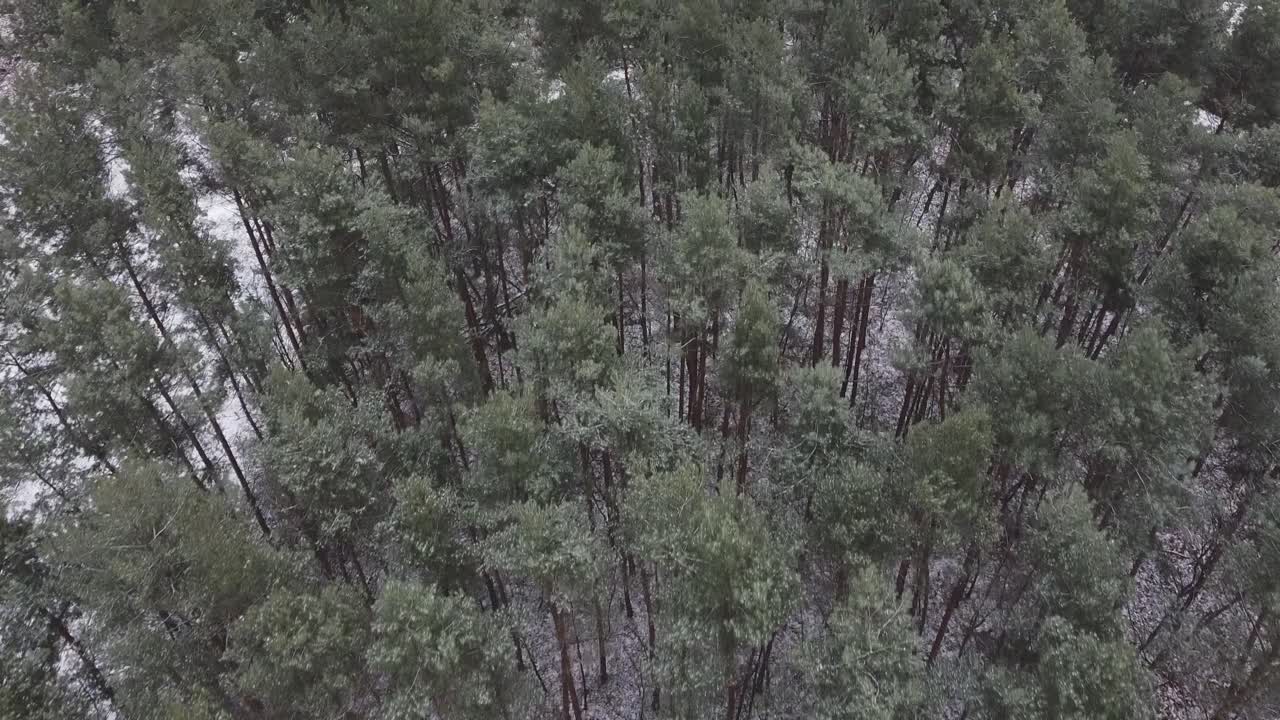 Drone snowy forest trees tracking shot on a green forest