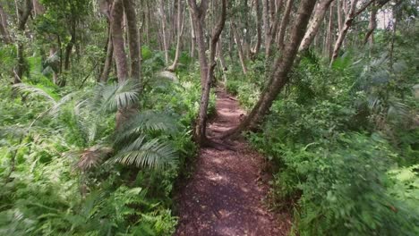 antena: un camino en la selva de zanzíbar