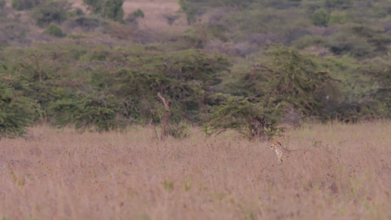 Extreme wide tracking shot of two cheetahs scanning