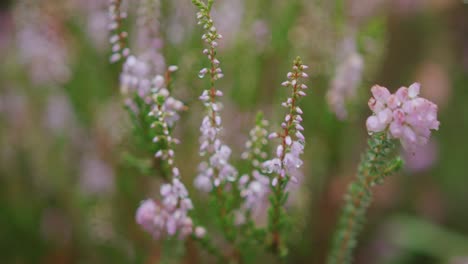 Beautiful-shot-of-pink-wild-flowers-in-a-green-field---Slow-Motion,-Handheld