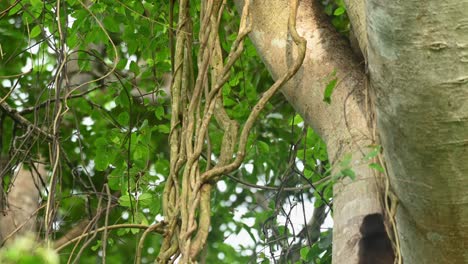 bear macaque, macaca arctoides